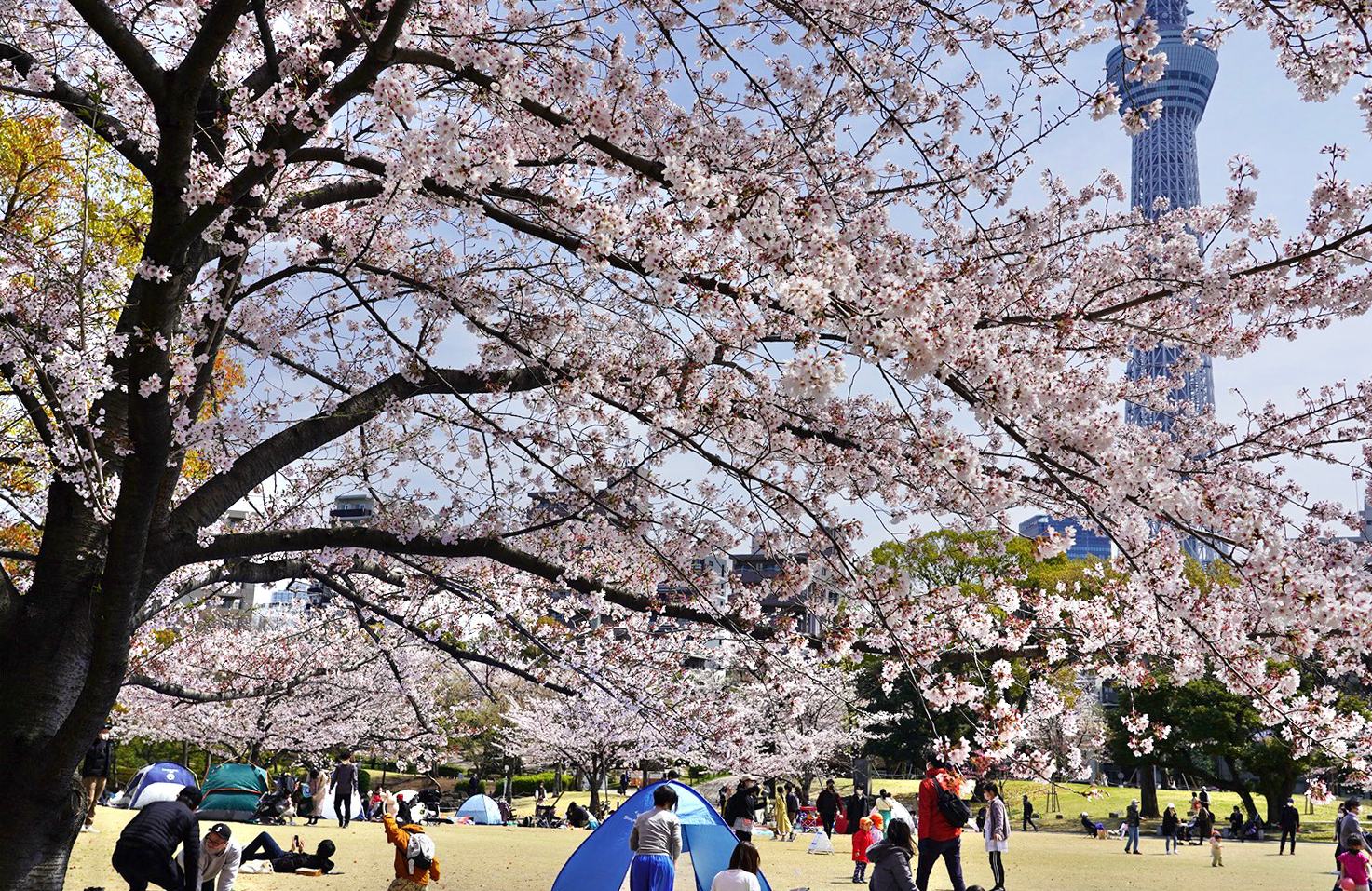 Cherry blossoms at Sumida Park